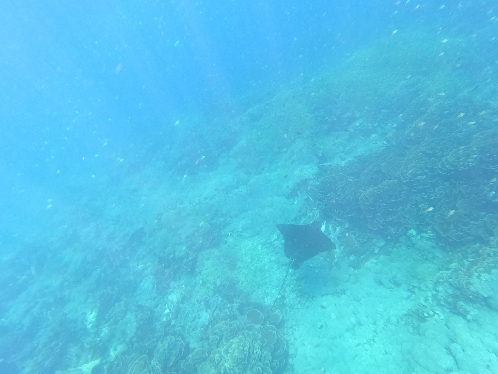 komodo adventure 4 days