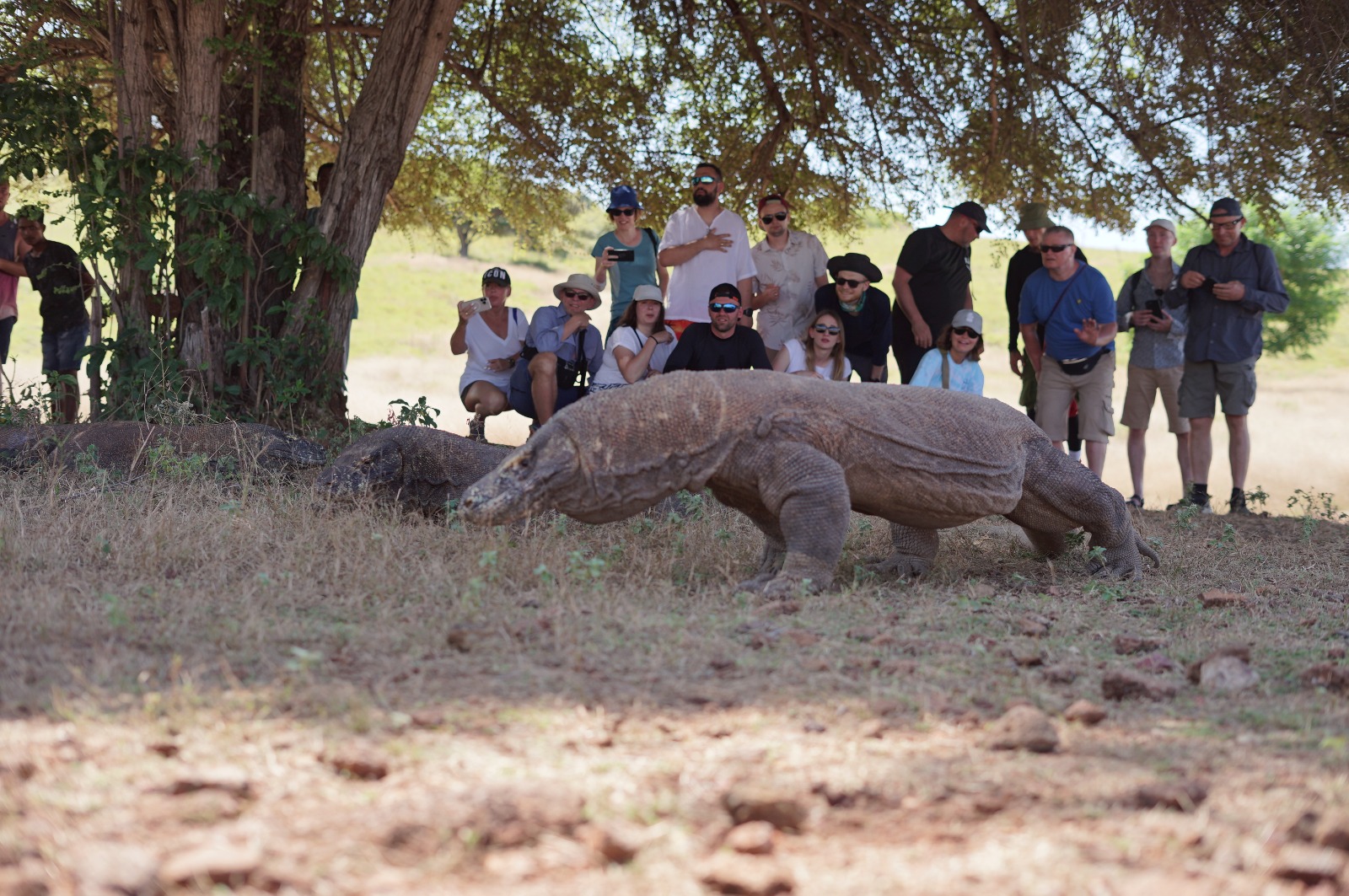 what see komodo island