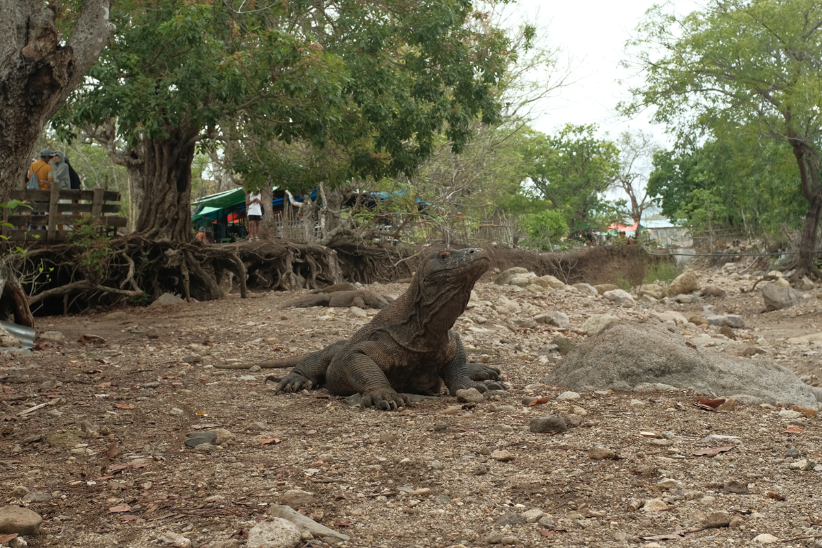 shared komodo 3 days