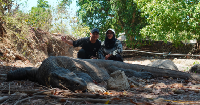 Open Trip Komodo Lombok 4 Days 3 Nights