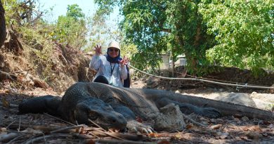Explore Home Komodo Animals 2 Days